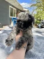 Zorro, a male Goldendoodle for sale in Barron, WI – 2 of 6