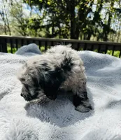Dolly, a female Goldendoodle for sale in Barron, WI – 7 of 7