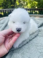 Rosemary 🪴, a female Samoyed for sale in Barron, WI – 3 of 10