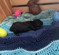 Thor, a male Goldendoodle for sale in Barron, WI – Photo 2 of 5