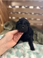 Thor, a male Goldendoodle for sale in Barron, WI – 3 of 6