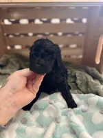 Thor, a male Goldendoodle for sale in Barron, WI – 5 of 6