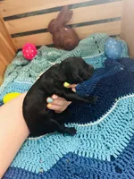 Thor, a male Goldendoodle for sale in Barron, WI – Photo 5 of 5