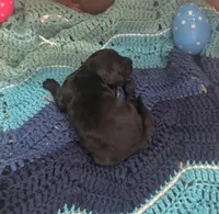 Thor, a male Goldendoodle for sale in Barron, WI – Photo 3 of 5