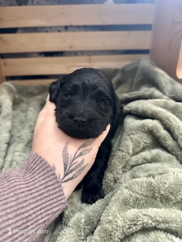 Thor – Goldendoodle puppy for sale in Barron, WI