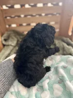 Thor, a male Goldendoodle for sale in Barron, WI – 4 of 6