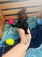 Thor, a male Goldendoodle for sale in Barron, WI – Photo 4 of 5