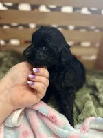 Thor, a male Goldendoodle for sale in Barron, WI – 6 of 6
