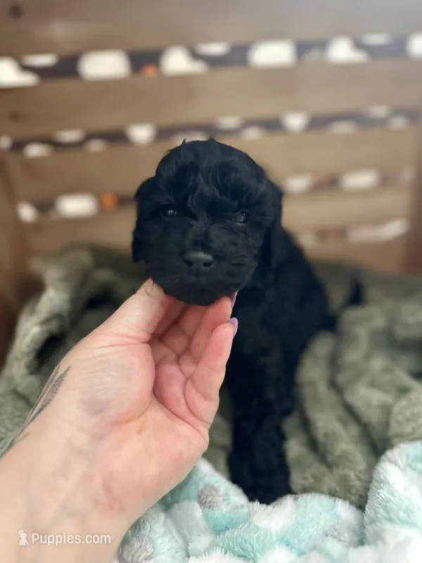 Thor – Goldendoodle puppy for sale in Barron, WI