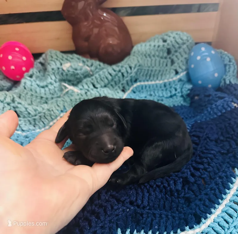 Thor – Goldendoodle puppy for sale in Barron, WI