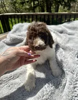 Arthur, a male Goldendoodle for sale in Barron, WI – 4 of 7