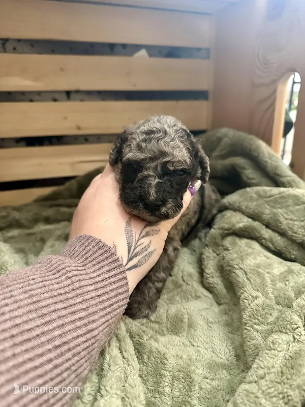 Zorro – Goldendoodle puppy on hold in Barron, WI