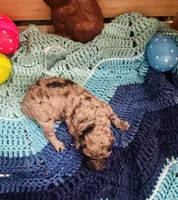 Zorro, a male Goldendoodle for sale in Barron, WI – Photo 8 of 8