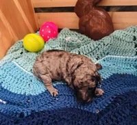 Zorro, a male Goldendoodle for sale in Barron, WI – Photo 5 of 8