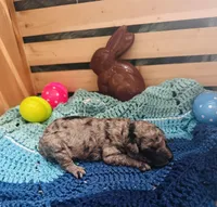 Zorro, a male Goldendoodle for sale in Barron, WI – Photo 6 of 8