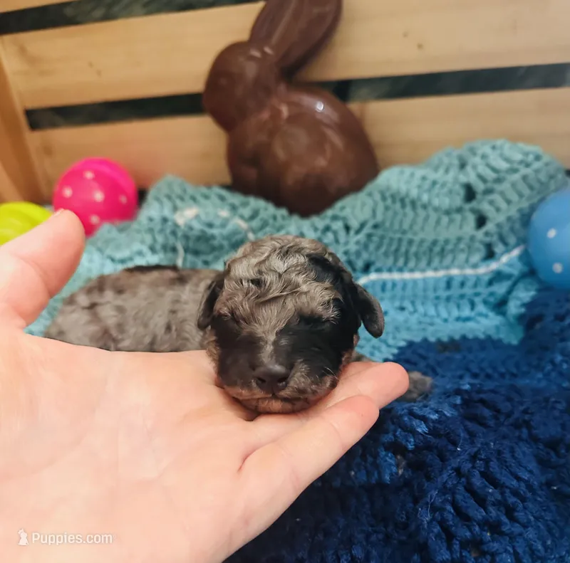 Zorro – Goldendoodle puppy for sale in Barron, WI