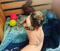 Zorro, a male Goldendoodle for sale in Barron, WI – Photo 3 of 8