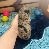 Zorro, a male Goldendoodle for sale in Barron, WI – Photo 4 of 8