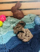 Zorro, a male Goldendoodle for sale in Barron, WI – Photo 7 of 8