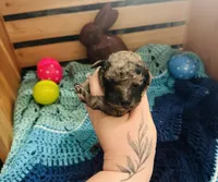 Zorro, a male Goldendoodle for sale in Barron, WI – Photo 2 of 8