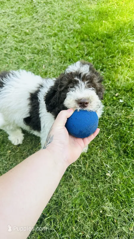 Lucky – Goldendoodle puppy for sale in Barron, WI