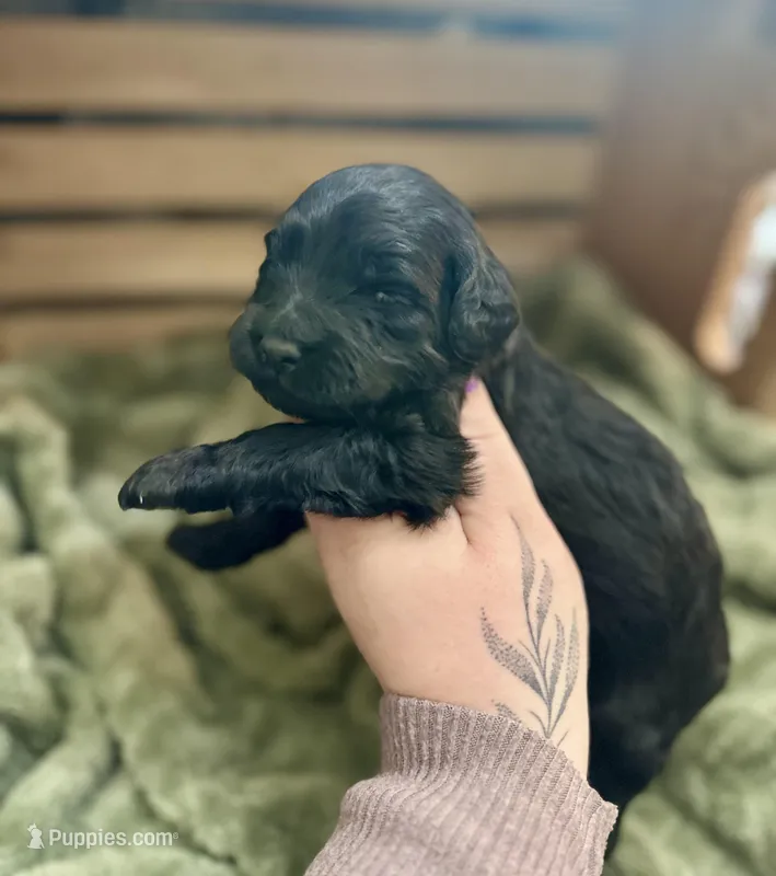 Pepper – Goldendoodle puppy for sale in Barron, WI