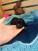 Pepper, a female Goldendoodle for sale in Barron, WI – Photo 1 of 4