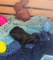 Pepper, a female Goldendoodle for sale in Barron, WI – Photo 4 of 4