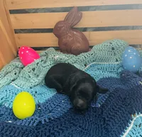 Pepper, a female Goldendoodle for sale in Barron, WI – Photo 3 of 4