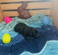 Pepper, a female Goldendoodle for sale in Barron, WI – Photo 2 of 4