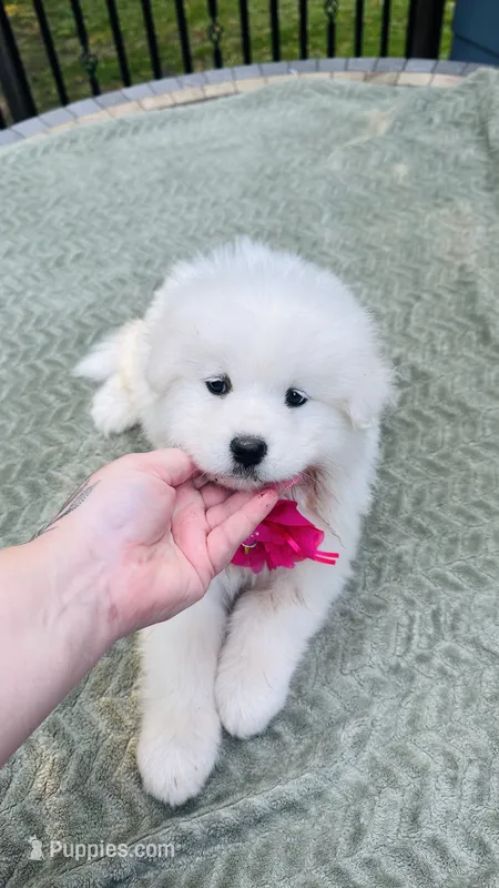 Rosebud 🌸 – Samoyed puppy for sale in Barron, WI