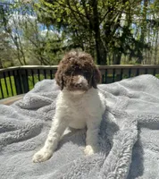 Arthur, a male Goldendoodle for sale in Barron, WI – 3 of 7