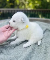 Limoncello 🍋, a female Samoyed for sale in Barron, WI – 6 of 9