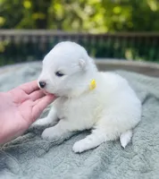 Limoncello 🍋, a female Samoyed for sale in Barron, WI – 3 of 9