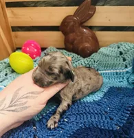 Dolly, a female Goldendoodle for sale in Barron, WI – Photo 10 of 10