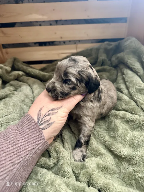 Dolly – Goldendoodle puppy on hold in Barron, WI