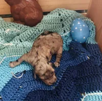 Dolly, a female Goldendoodle for sale in Barron, WI – Photo 7 of 10