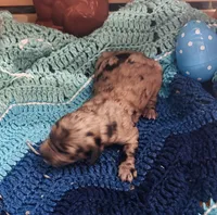 Dolly, a female Goldendoodle for sale in Barron, WI – Photo 5 of 10