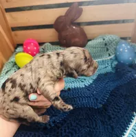Dolly, a female Goldendoodle for sale in Barron, WI – Photo 3 of 10