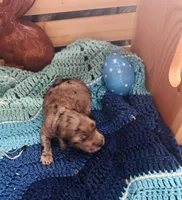 Dolly, a female Goldendoodle for sale in Barron, WI – Photo 6 of 10