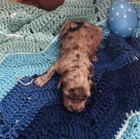 Dolly, a female Goldendoodle for sale in Barron, WI – Photo 8 of 10