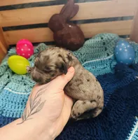 Dolly, a female Goldendoodle for sale in Barron, WI – Photo 2 of 10
