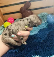 Dolly, a female Goldendoodle for sale in Barron, WI – Photo 4 of 10