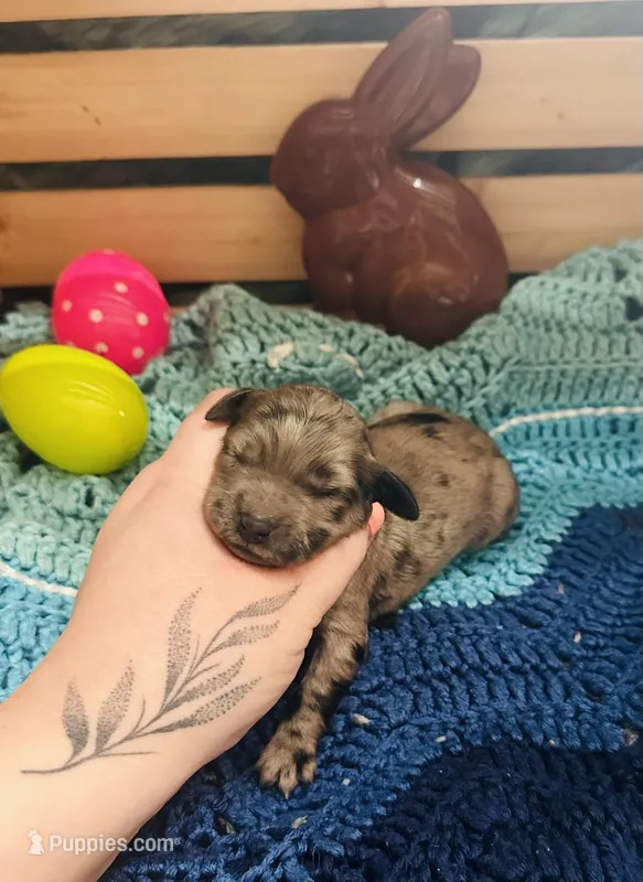 Dolly – Goldendoodle puppy for sale in Barron, WI