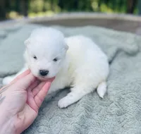 Limoncello 🍋, a female Samoyed for sale in Barron, WI – 4 of 9