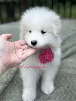 Tansy 🌸, a female Samoyed for sale in Barron, WI – 6 of 8
