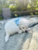 Blueberry 🫐 , a female Samoyed for sale in Barron, WI – 2 of 9