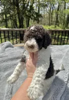 Axel, a male Goldendoodle for sale in Barron, WI – 6 of 6