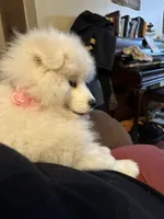 Samoyed puppies DUE in JUNE, a  Samoyed for sale in Barron, WI – 7 of 7