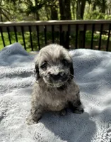 Dolly, a female Goldendoodle for sale in Barron, WI – 1 of 7